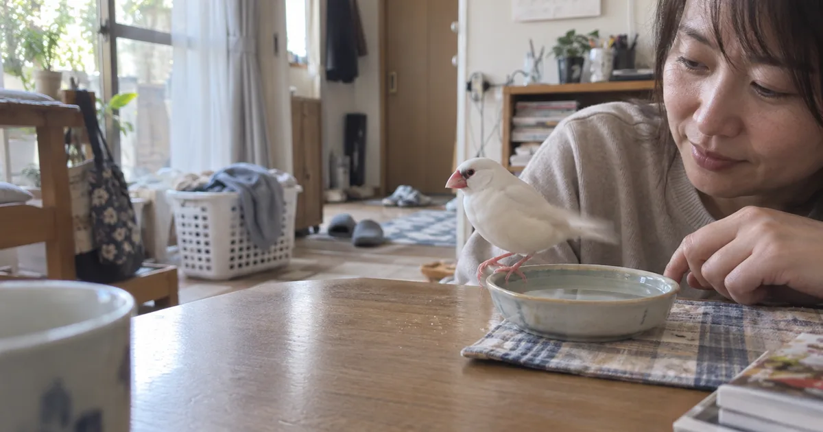 食卓の水入れのふちにとまる白文鳥