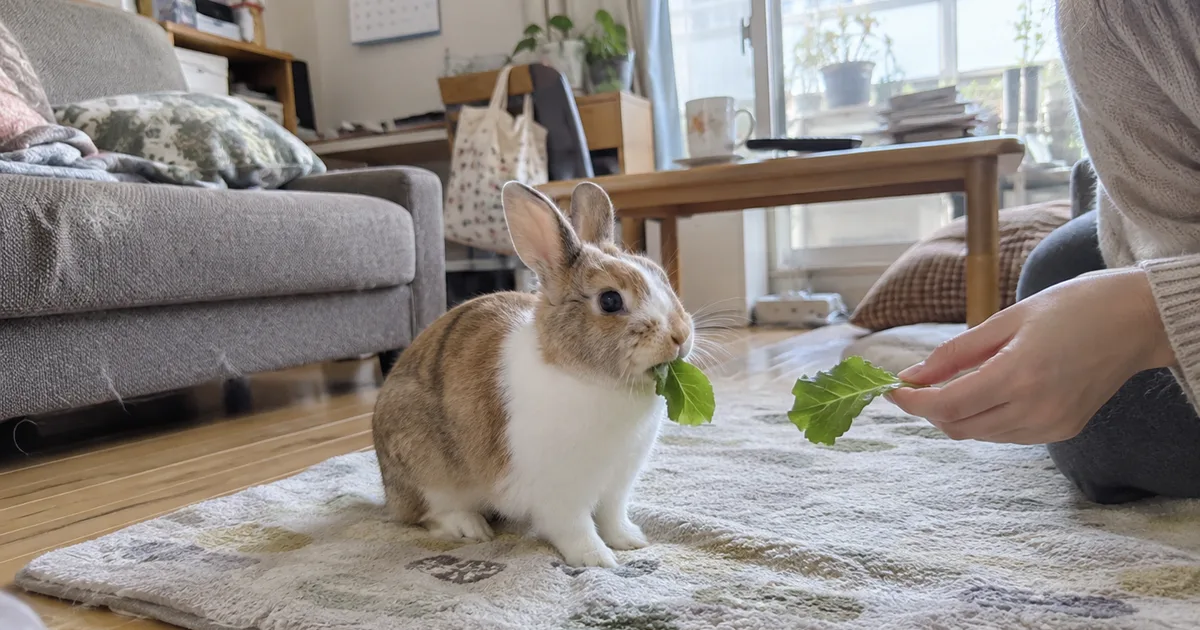明るいリビングで葉野菜を食べるうさぎ